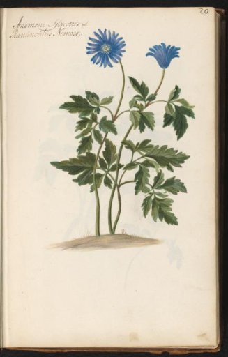 Blue anemone (Anemone blanda)