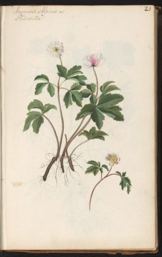 Wood anemone (Anemone nemorosa)