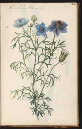 Spanish nigella (Nigella hispanica)