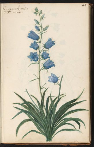 Peach-leaved bellflower (Campanula persicifolia 'Coerulea')