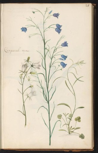 Carpathian bellflower (Campanula carpatica 'Alba'), grass bellflower (Campanula rotundifolia) and undergrowth