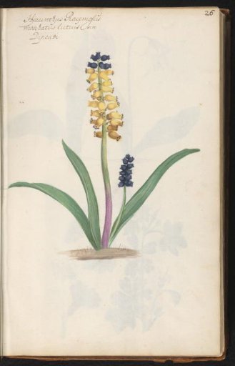 Yellow grape hyacinth (Muscari moschatum var. flavum)