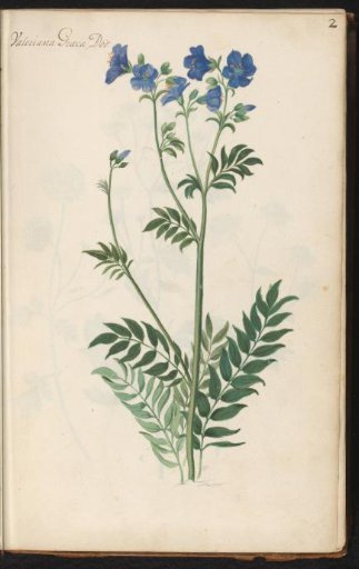Jacob's ladder (Polemonium caeruleum)