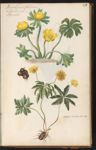 Winter aconite (Eranthis hyemalis) and yellow wood anemone (Anemone ranunculoides) with flower bulbs
