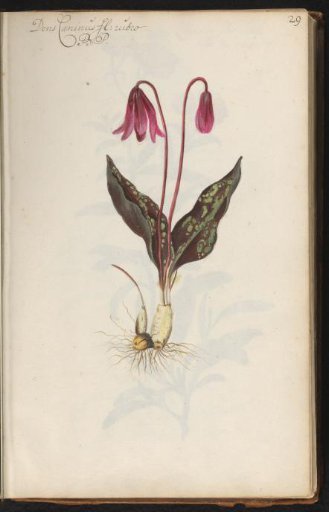 Unfolding dog's-tooth violet (Erythronium dens-canis)