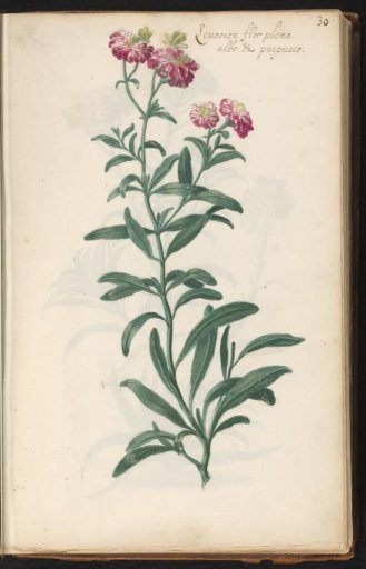 Flower with purple and white