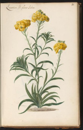 Plant with clusters of yellow flowers