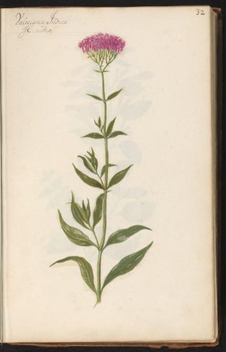 Great valerian (Valeriana officinalis)