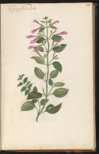 Mountain thyme (Clamintha grandiflora)
