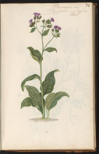 Lungwort (Pulmonaria)
