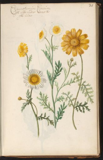 Chrysanthemum