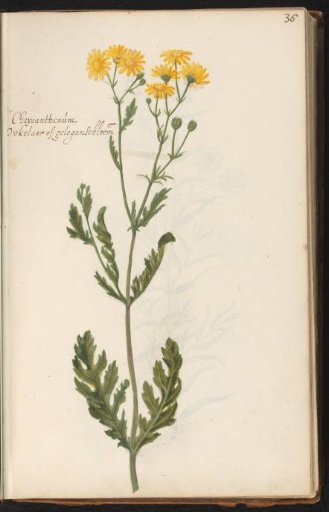 Yellow corn marigold (Chrysanthemum segetum)