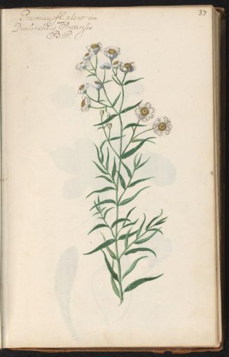 Wild betony (Achillea ptarmica)