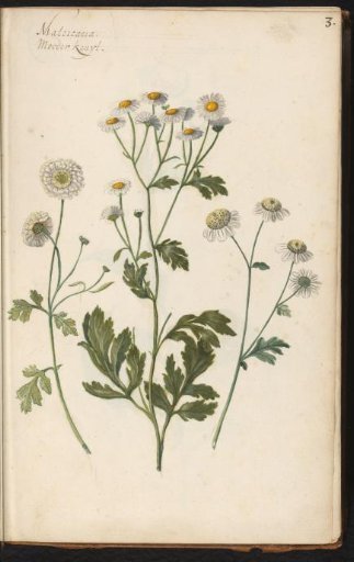 Feverfew (Tanacetum parthenium)