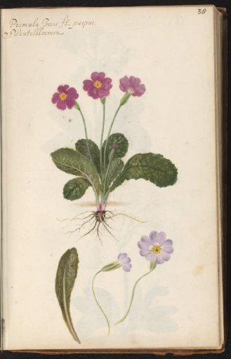 Primrose (Primula)