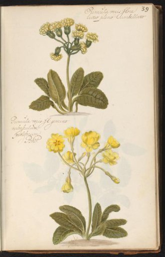 Two variants of the common cowslip (Primula veris)