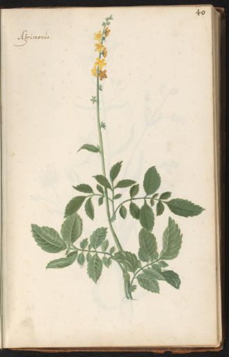 Common agrimony (Agrimonia eupatoria)