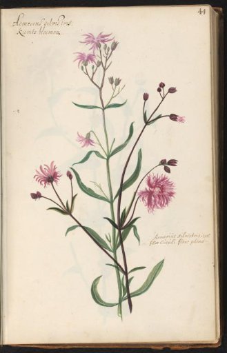 Common cockle (Lychnis flos-cuculi)