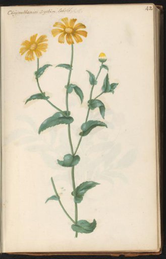 Yellow corn marigold (Chrysanthemum segetum)