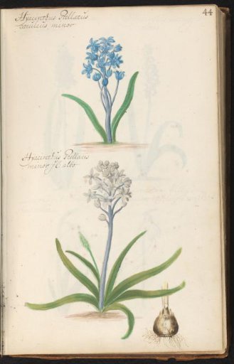 Blue and white squill (Scilla)