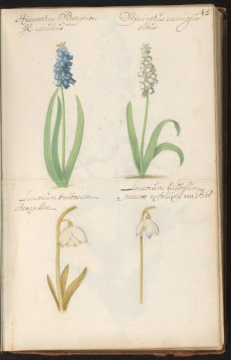 Blue grape hyacinths (Muscari botryoides), spring snowflake (Leucojum vernum) and summer snowflake (Leucojum aestivum)
