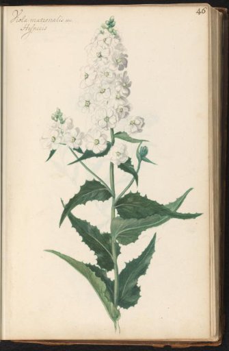 Dame's rocket (Hesperis matronalis)
