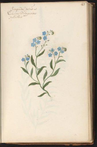 Common forget-me-not (Myosotis scorpioides)