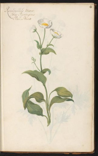 White buttercup (Ranunculus amplexicaulis)