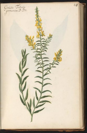 Dyer's greenweed (Genista tinctoria)