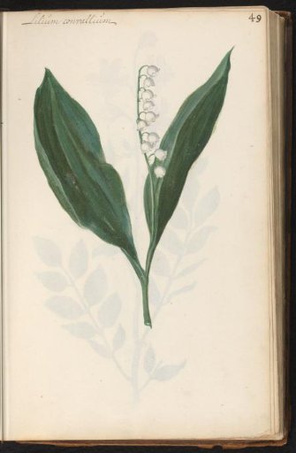 Lily of the valley (Convallaria majalis)