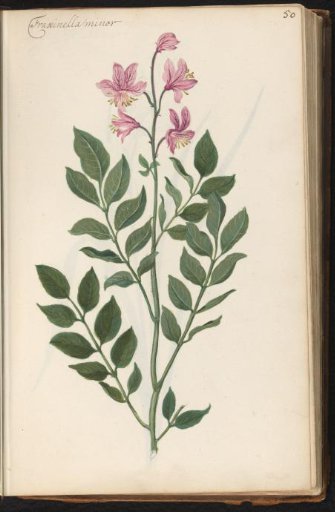 Burning bush (Dictamnus albus)