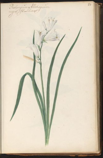 Meadow lily (Anthericum liliago)
