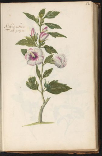 Rose of Sharon (Hibiscus syriacus)