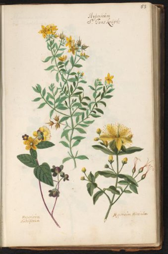 Three species of St. John's wort (Hypericum)