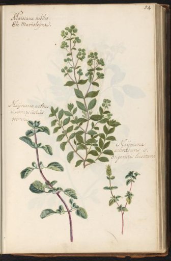 Sweet marjoram (Origanum majorana) and wild marjoram (Origanum vulgare)
