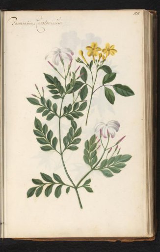White-flowering and yellow-flowering jasmine (Jasminum officinale and Chrysojasminum fruticans)