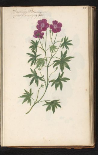 Crane's bill (Geranium)