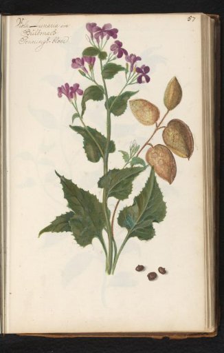 Honesty (Lunaria annua) in various stages of development