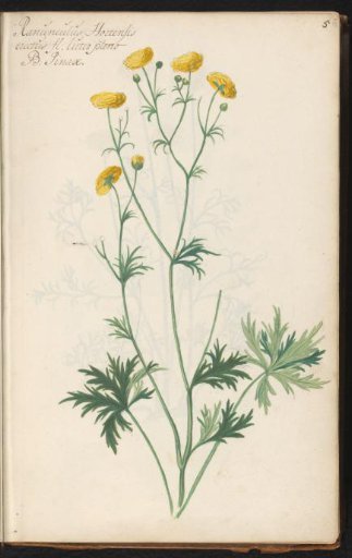 Double buttercup (Ranunculus acris 'Flore Pleno')