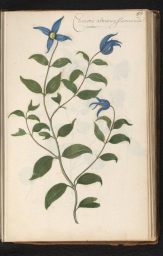 Clematis integrifolia