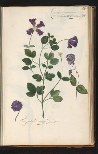 Single and double-flowered clematis viticella