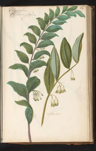 Common Solomon's seal (Polygonatum multiflorum)