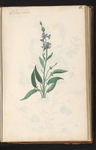 Sage (Salvia officinalis)