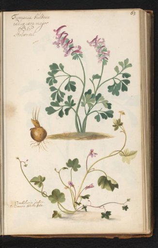 Bulbous corydalis (Corydalis bulbosa) and wall cymbalaria (Cymbalaria muralis)