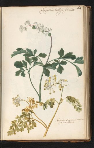 Two specimens of common fumitory (Fumaria officinalis)