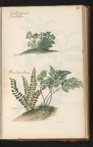 Venus's hair (Adiantum capillus-veneris) and Trichomanes