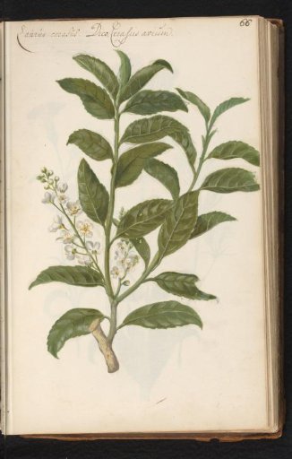 Sweet cherry (Cerasus avium)