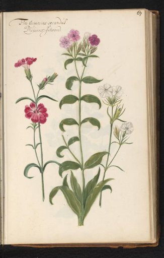 Sweet william (Dianthus barbatus)