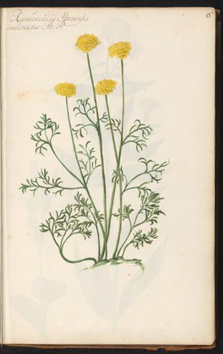 Buttercup (Ranunculus)