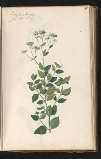 Wild marjoram (Origanum vulgare)